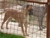 Haida - Triola Cane Corso